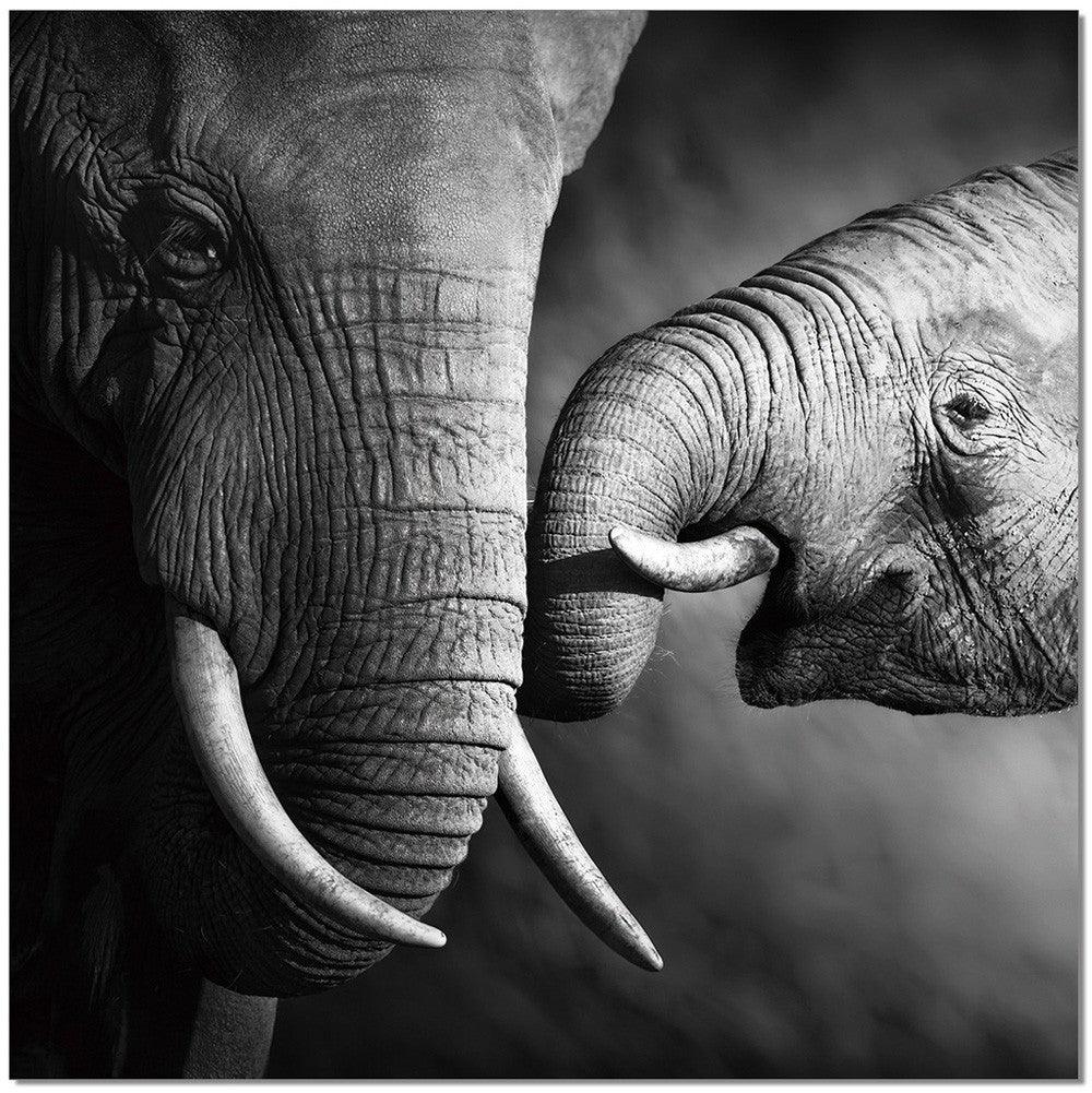 Mamma elefante
