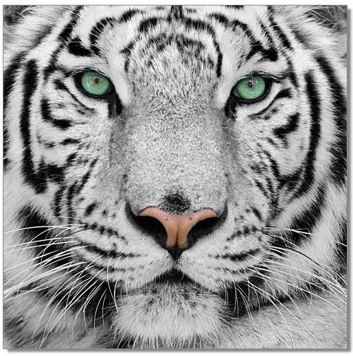Tigre bianca e nera