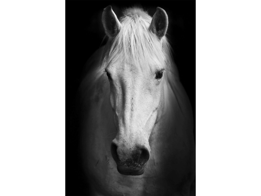 Cavallo bianco