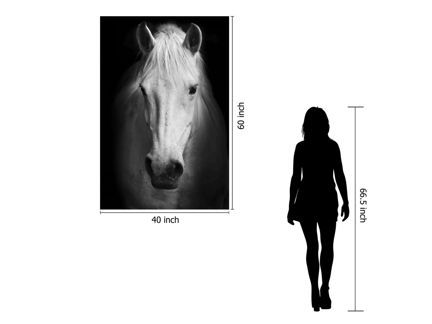 Cavallo bianco