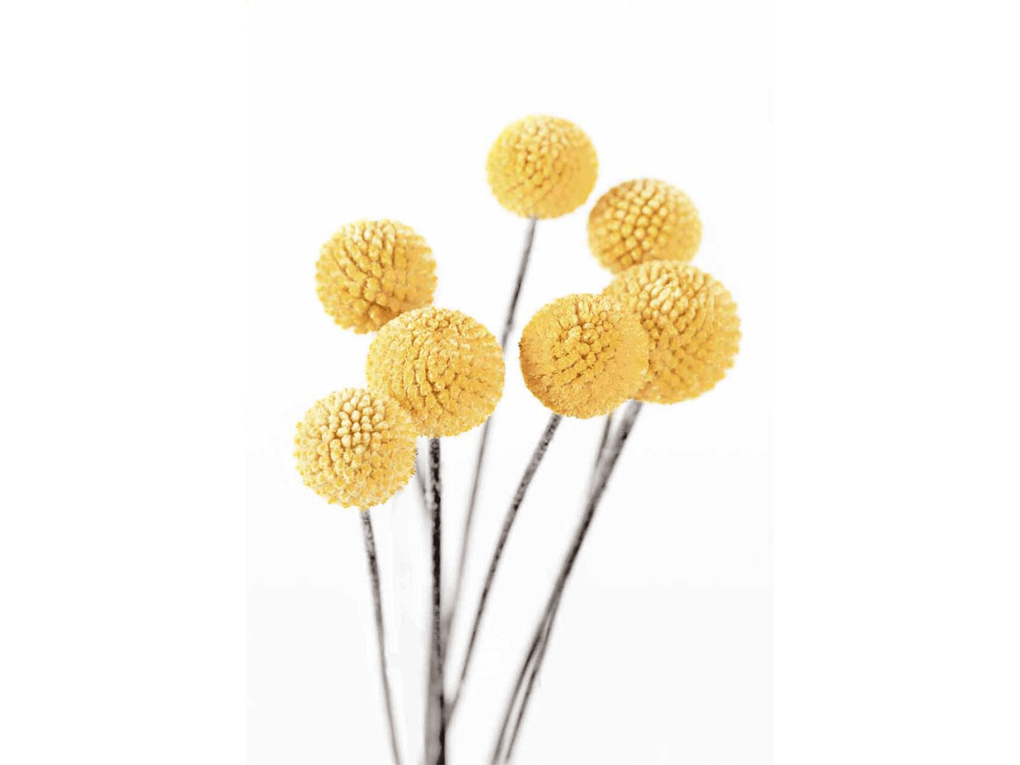 Lampadine gialle