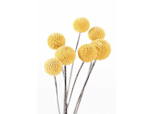 Lampadine gialle