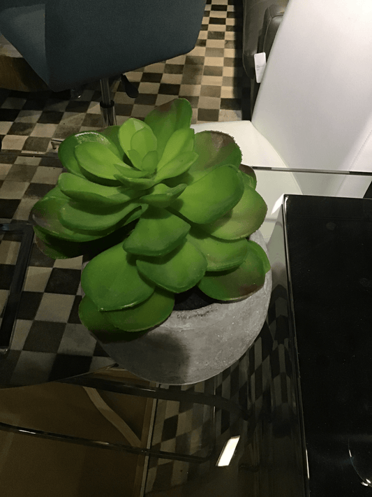 Mini pianta con base in ceramica